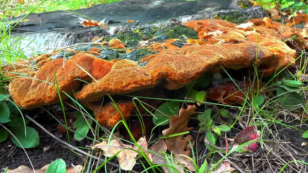 Phellinus robustus - safirtik ahşap mantar bir bahçede yaşlı bir meşe ağacının kütüğünde