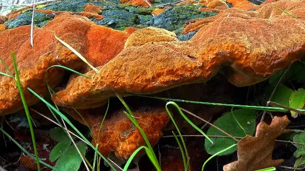 Phellinus robustus - safirtik ahşap mantar bir bahçede yaşlı bir meşe ağacının kütüğünde