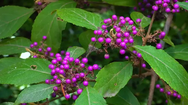 Beautyberry Callicarpa ikilemi - Odessa 'da bir parkta sonbaharda süslü bir çalılıkta mor meyveler.