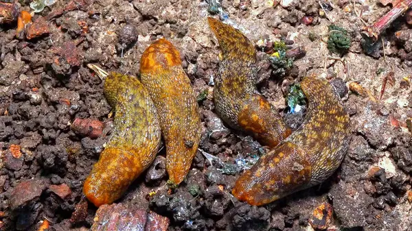 Limacus maculatus - Ukrayna 'da soğuk havada çürümüş yaşlı bir ağacın altında saklanan sümüklüböcekler.