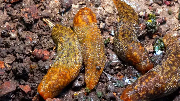 Limacus maculatus - Ukrayna 'da soğuk havada çürümüş yaşlı bir ağacın altında saklanan sümüklüböcekler.