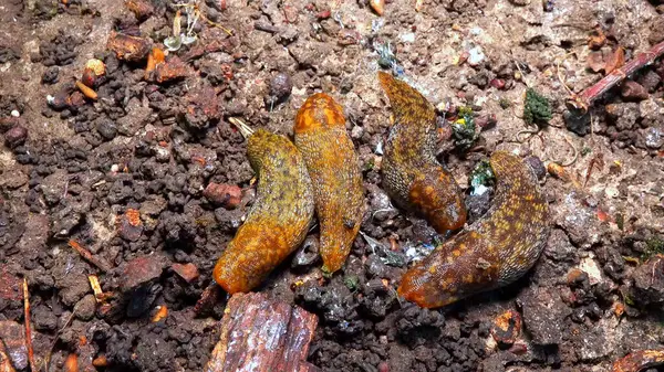 Limacus maculatus - Ukrayna 'da soğuk havada çürümüş yaşlı bir ağacın altında saklanan sümüklüböcekler.