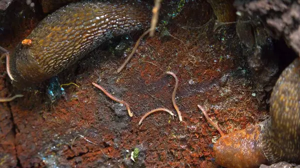 Blaniulus guttulatus - Ukrayna 'da, bahçede yaşlı bir meşe ağacının üzerinde kırkayak