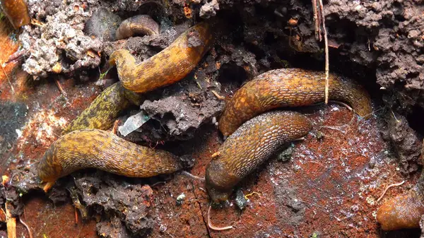 Limacus maculatus - Ukrayna 'da soğuk havada çürümüş yaşlı bir ağacın altında saklanan sümüklüböcekler.