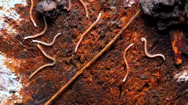 Blaniulus guttulatus - Bahçedeki yaşlı bir meşe ağacının üzerinde kırkayak, Odessa