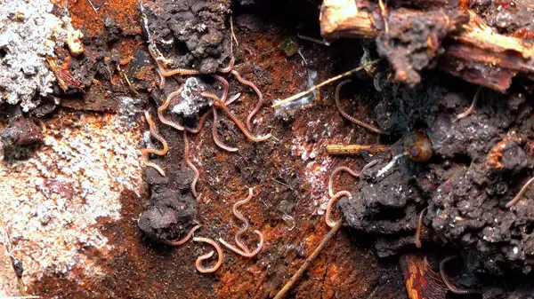 Blaniulus guttulatus - Bahçedeki yaşlı bir meşe ağacının üzerinde kırkayak, Odessa