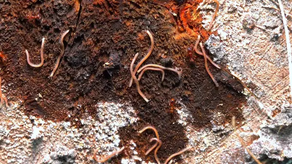 Blaniulus guttulatus - Bahçedeki yaşlı bir meşe ağacının üzerinde kırkayak, Odessa