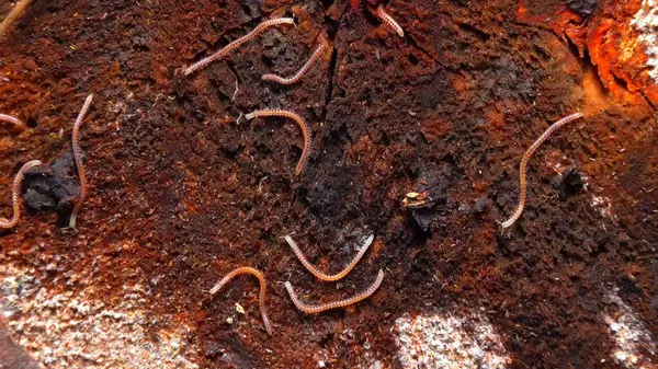 Blaniulus guttulatus - Bahçedeki yaşlı bir meşe ağacının üzerinde kırkayak, Odessa