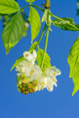 Kafkas mesanesi Staphylea colchica,