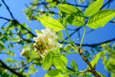 Kafkas mesanesi Staphylea colchica,