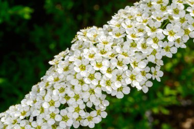 İlkbaharda yeşil bitki örtüsünün arka planında küçük beyaz çiçeklerle açan bir spirea dalı 