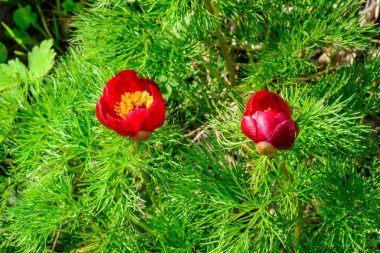 Eğreltiotu yaprağı şakayığı, peonia tenuifolia, sarı pullu kırmızı şakayık çiçekleri, Ukrayna.