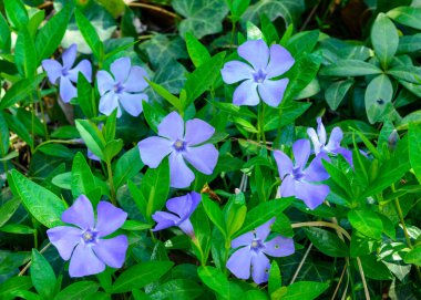 Vinca minör, Odessa bahçesinde uzun ömürlü otların mavi çiçekleri..