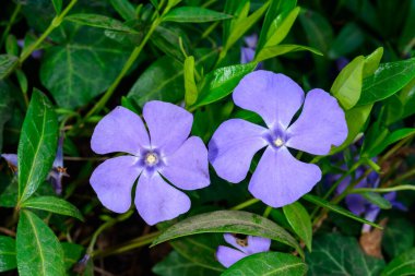 Vinca minör, Odessa bahçesinde uzun ömürlü otların mavi çiçekleri..