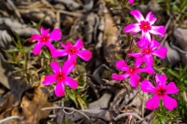 Phlox subulata, Odessa bahçesindeki süs bitkisinin ahududu kırmızısı çiçekleri.
