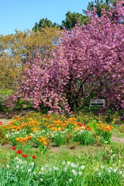 Japon çiçekli kiraz ağacı.