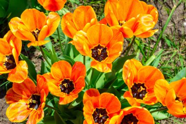 Bahçedeki süs lalesinin karanlık merkezine sahip sarı çiçekler, Odessa.