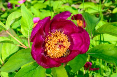 Arılar bahçedeki kırmızı şakayık çiçekleri üzerinde bal toplarlar, Odessa.