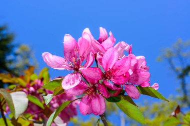 Avrupa yaban elması Malus Sylvestris, bahçedeki mavi gökyüzüne karşı süs ağacından pembe çiçekler, Odessa.