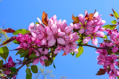 Avrupa yaban elması Malus Sylvestris, bahçedeki mavi gökyüzüne karşı süs ağacından pembe çiçekler, Odessa.