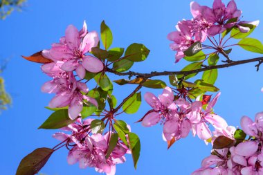 Avrupa yaban elması Malus Sylvestris, bahçedeki mavi gökyüzüne karşı süs ağacından pembe çiçekler, Odessa.