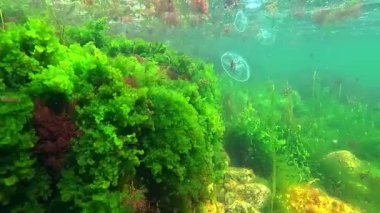Denizanası Aurelia, yeşil alg Cladophora ve Enteromorpha ile kaplanmış kayaların yakınındaki aurita dalgalarda yavaşça sallanıyor.