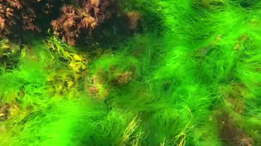 Karadeniz 'in sualtı dünyası, su altındaki kırmızı ve yeşil algler temiz şeffaf sularda salınırlar.
