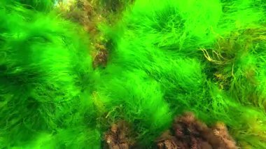 Karadeniz 'in sualtı dünyası, su altındaki kırmızı ve yeşil algler temiz şeffaf sularda salınırlar.