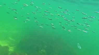 Karadeniz 'deki sualtı yaşamı, küçük bir balık sürüsü, genç aslan yelesi, Karadeniz' de temiz suda yüzüyor.