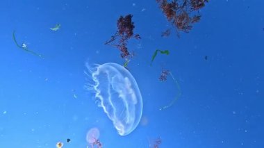 Aşağıdan yukarıya doğru bir manzara, denizanası Aurelia aurita Karadeniz 'deki su yüzeyinin arka planına karşı