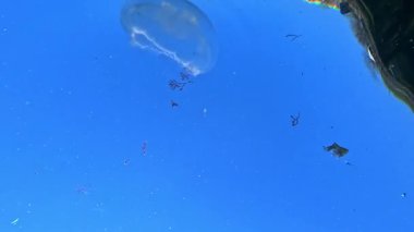 Aşağıdan yukarıya doğru bir manzara, denizanası Aurelia aurita Karadeniz 'deki su yüzeyinin arka planına karşı