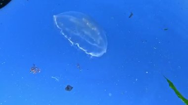 Aşağıdan yukarıya doğru bir manzara, denizanası Aurelia aurita Karadeniz 'deki su yüzeyinin arka planına karşı