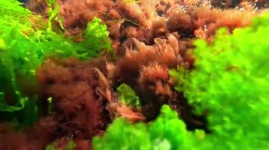 Karadeniz makro yosunları, yeşil algler Enteromorpha bağırsak yosunları ve Karadeniz 'deki temiz sularda kıyıda kırmızı seramium algleri.
