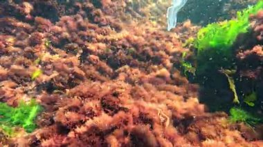 Sualtı manzarası, Karadeniz kıyısındaki kayalarda temiz suda yetişen kırmızı ve yeşil alglerin oksijen salınımı.