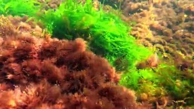 Karadeniz makro yosunları, yeşil algler Enteromorpha bağırsak yosunları ve Karadeniz 'deki temiz sularda kıyıda kırmızı seramium algleri.