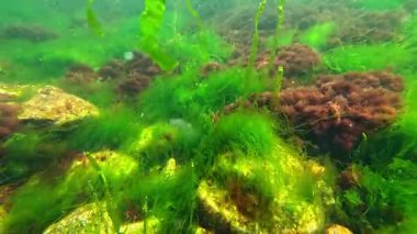 Karadeniz 'in Algal florası, yeşil algler Enteromorpha bağırsak bağırsağı ve taşların üzerinde kırmızı lifli algler.