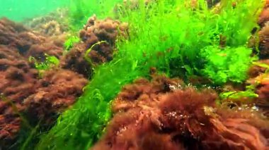 Karadeniz makro yosunları, yeşil algler Enteromorpha bağırsak yosunları ve Karadeniz 'deki temiz sularda kıyıda kırmızı seramium algleri.