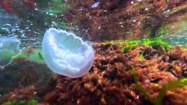 Jellyfish Aurelia aurita against the background of stones with algae on the bottom in the Black Sea