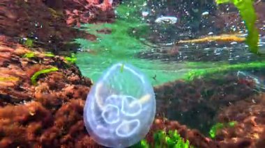 Denizanası Aurelia aurita, Karadeniz 'in dibinde yosunlu taşların arka planına karşı.