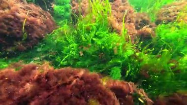 Karadeniz makro yosunları, yeşil algler Enteromorpha bağırsak yosunları ve Karadeniz 'deki temiz sularda kıyıda kırmızı seramium algleri.