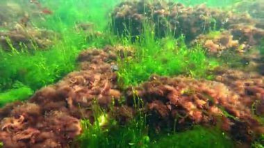 Karadeniz makro yosunları, yeşil algler Enteromorpha bağırsak yosunları ve Karadeniz 'deki temiz sularda kıyıda kırmızı seramium algleri.