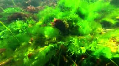 Sualtı manzarası, kıyı kenarındaki kayalarda büyüyen kırmızı ve yeşil algler suyu oksijenle doldurur, Karadeniz