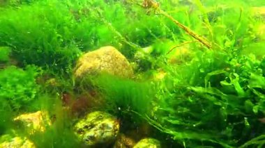 Karadeniz 'in Algal florası, yeşil algler Enteromorpha bağırsak bağırsağı ve taşların üzerinde kırmızı lifli algler.