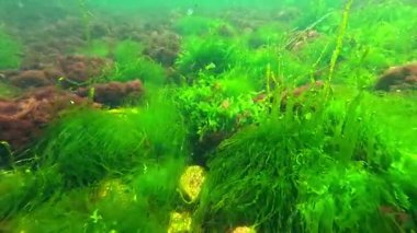 Karadeniz 'in Algal florası, yeşil algler Enteromorpha bağırsak bağırsağı ve taşların üzerinde kırmızı lifli algler.