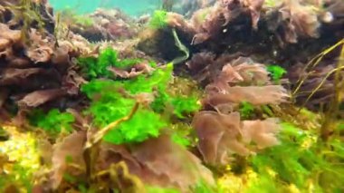 Kıyıya yakın sualtı manzarası, Kızıl ve yeşil algler (Enteromorpha, Scytosiphon, Porphyra) Karadeniz kıyısındaki taşlarda sallanırlar, Odessa