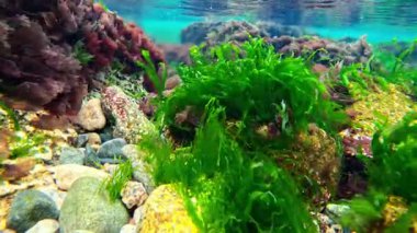 Kıyıya yakın sualtı manzarası, Kızıl ve yeşil algler (Enteromorpha, Scytosiphon, Porphyra) Karadeniz kıyısındaki taşlarda sallanırlar, Odessa