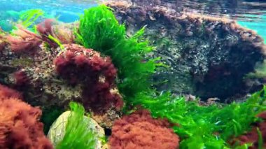 Karadeniz kıyısındaki taşların üzerindeki sualtı manzarası, kırmızı ve yeşil algler.