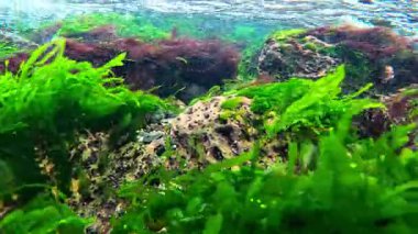 Karadeniz kıyısındaki taşların üzerindeki sualtı manzarası, kırmızı ve yeşil algler.