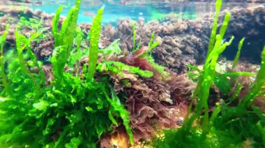 Karadeniz kıyısındaki taşların üzerindeki yosunların sualtı görüntüsü, kırmızı ve yeşil algler (Porphyra, Enteromorpha, Seramium)