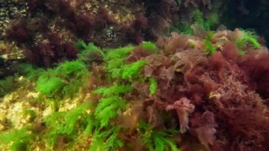 Karadeniz, farklı türde yosunların kaynaklı oksijen sentezi. Kayaların üzerinde büyüyen temiz ve temiz su.